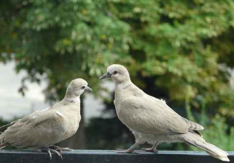 animal avian beak birds